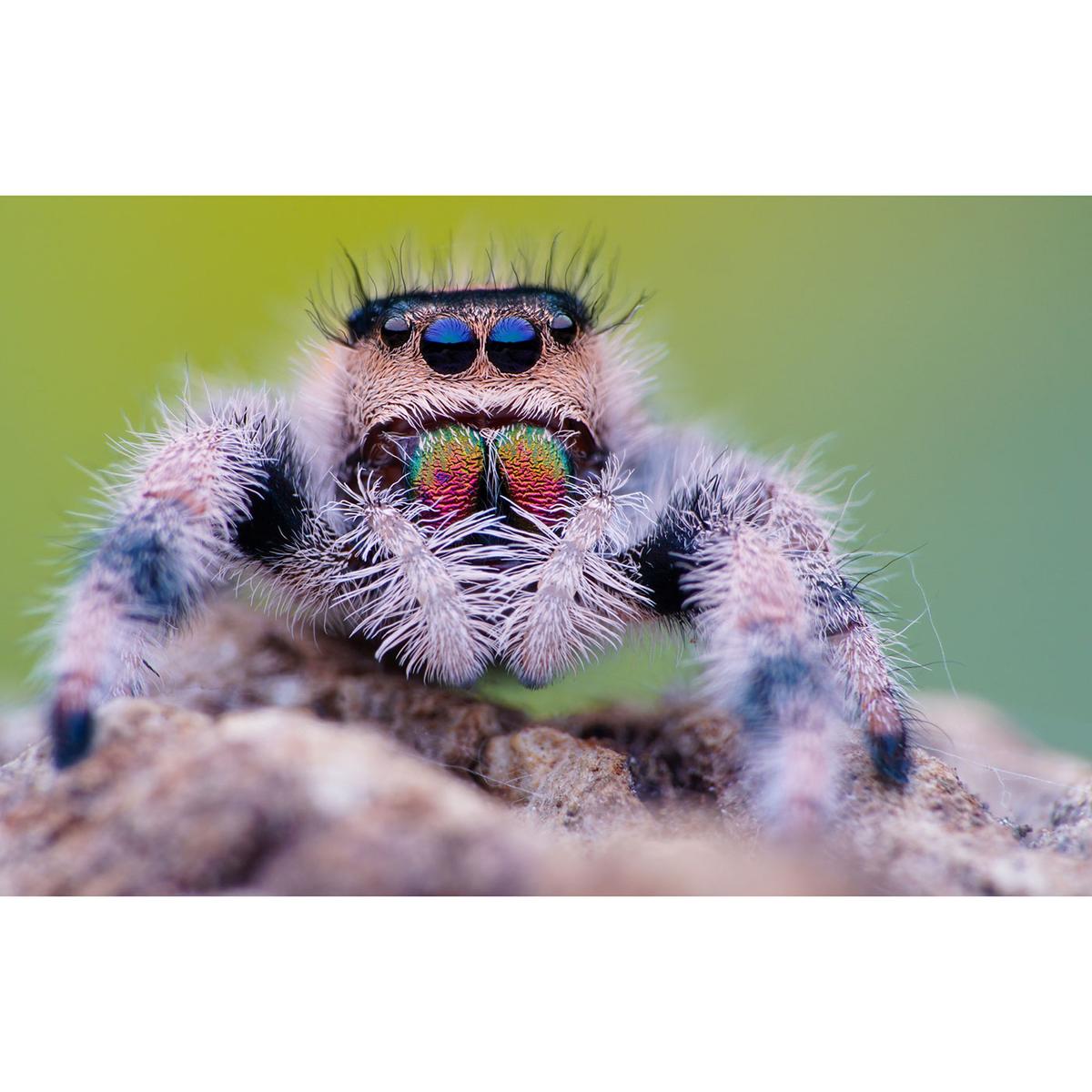 LAOWA 100mm f/2,8 2:1 A UltraMacro APO f. Canon EF