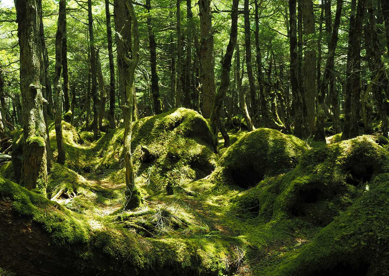 Lichtdurchfluteter moosiger Wald aufgenommen mit der OM SYSTEM OM-5 Mark II