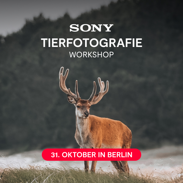 Michael Falk Wildlife Tierfotografie Workshop Berlin Foto Leistenschneider