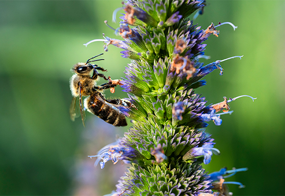 Makrofotografie – Detailreiche Aufnahme einer Biene mit Makro-Objektiv Nahaufnahme einer Biene auf einer blühenden Pflanze, aufgenommen mit einem Makro-Objektiv. Die feinen Details der Bienenflügel und Blüten sind gestochen scharf sichtbar, während der Hintergrund weich verschwimmt.