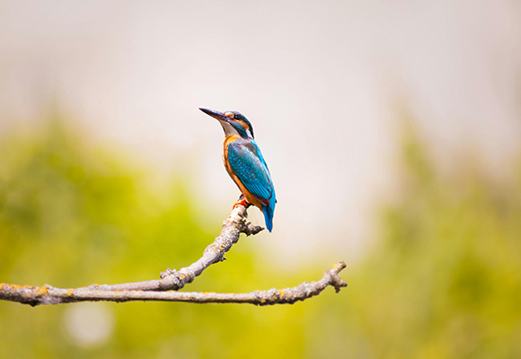 Teleobjektiv in der Naturfotografie – Eisvogel auf einem Ast mit weichem Bokeh Ein farbenprächtiger Eisvogel sitzt auf einem Ast, perfekt isoliert durch einen unscharfen Hintergrund. Wildlife-Fotografie mit einem Teleobjektiv für beeindruckende Details.