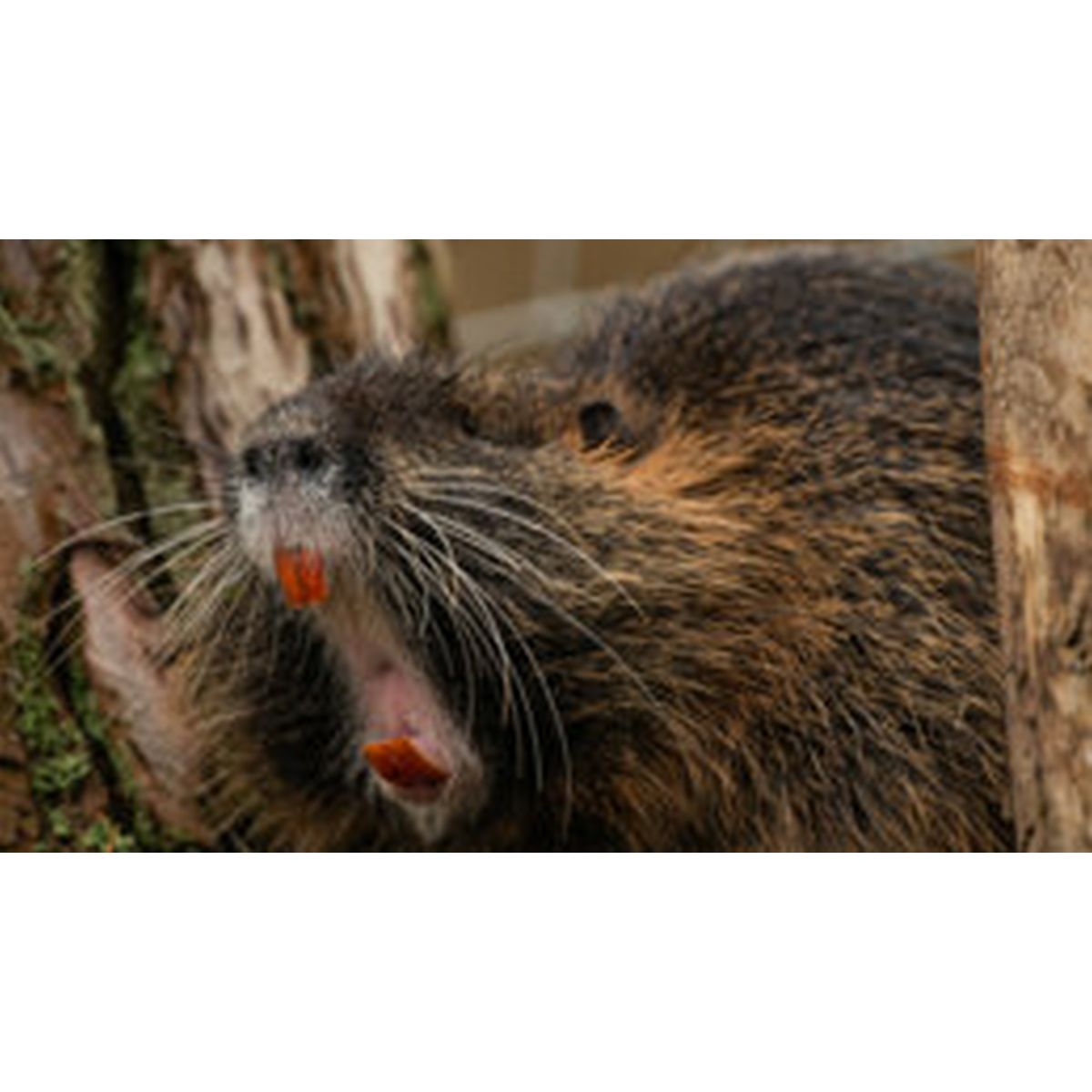 Sigma 15 mm 1:1,4 DG DN Diagonal Fisheye Art Sony E