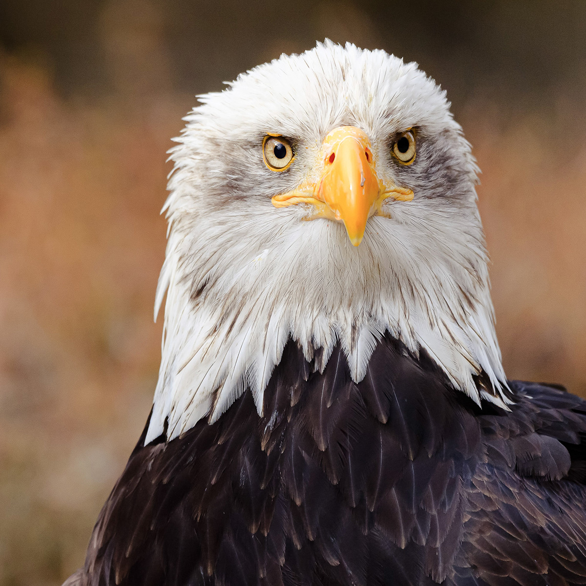 Sony Workshop: Wildlife: Greifvögel und Wildtiere am 12.04.25 in Hellenthal