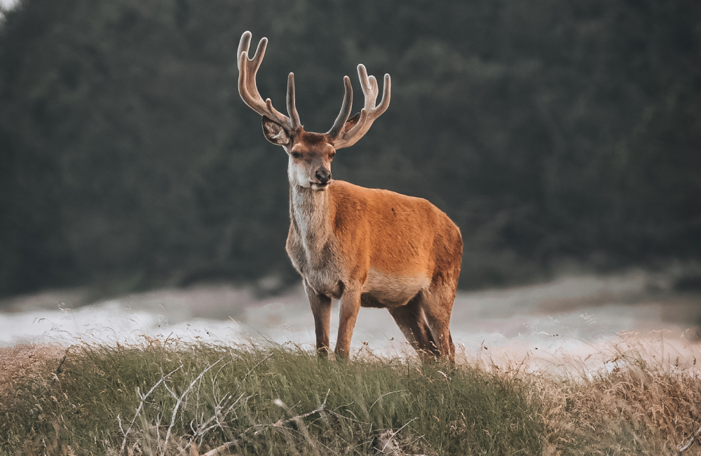 Wildlife Fotograf Michael Falk mit der Sony Alpha 7R VI und dem Sony 100-400 mm 1:4,5 GM OSS Hirsch