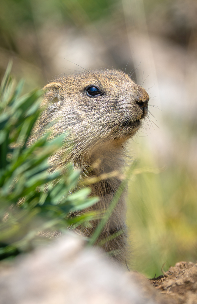 Wildlife Fotograf Michael Falk mit der Sony Alpha 7R VI und dem Sony 100-400 mm 1:4,5 GM OSS Murmeltier