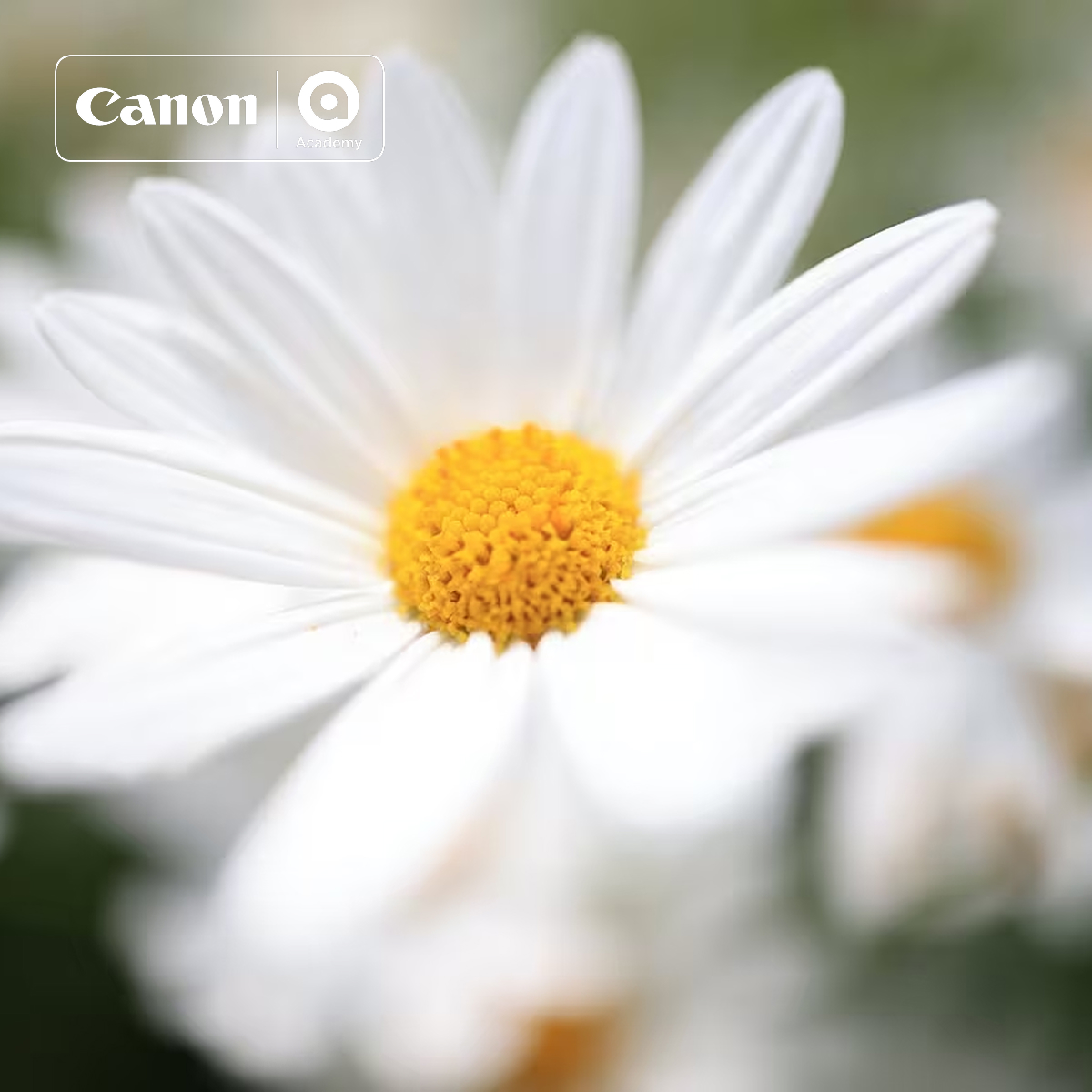 Canon "Lens Playground" Makro in Frankfurt am 19.09.26