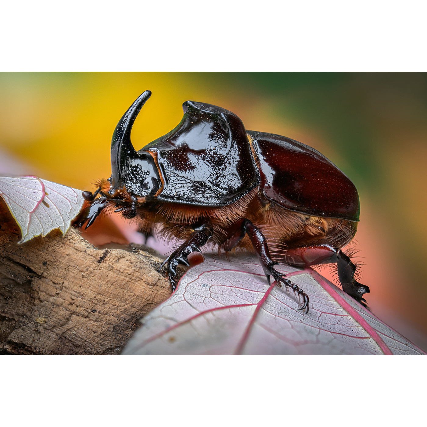LAOWA 100 mm 1:2,8 Macro 1:1 Tilt-Shift f. Canon RF