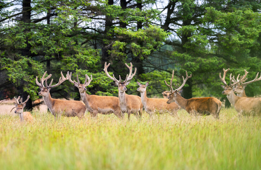 Wildlife Fotograf Michael Falk mit der Sony Alpha 7R VI und dem Sony 100-400 mm 1:4,5 GM OSS Dachs