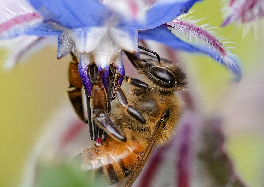 Bienen Makrofotografie mit Sony