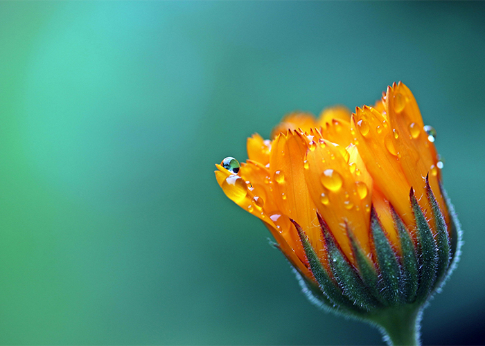 Makroaufnahme einer Blüte mit Tautropfen – fotografiert mit Sony FE 90 mm Macro G OSS