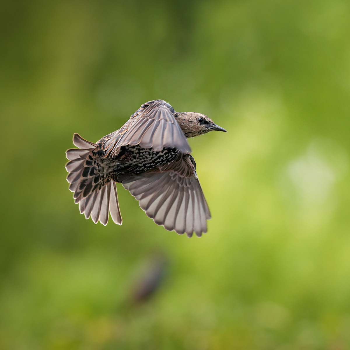 Sony Alpha 7R V Gehäuse