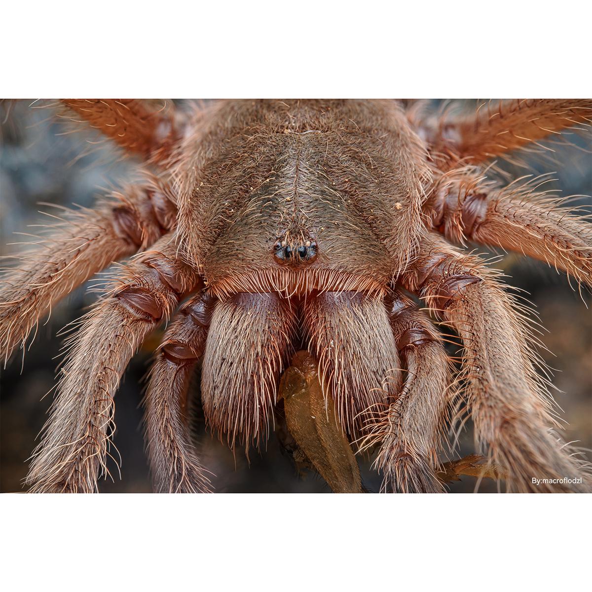 TTArtisan 100mm f/2,8 Macro 2X für Fuji X