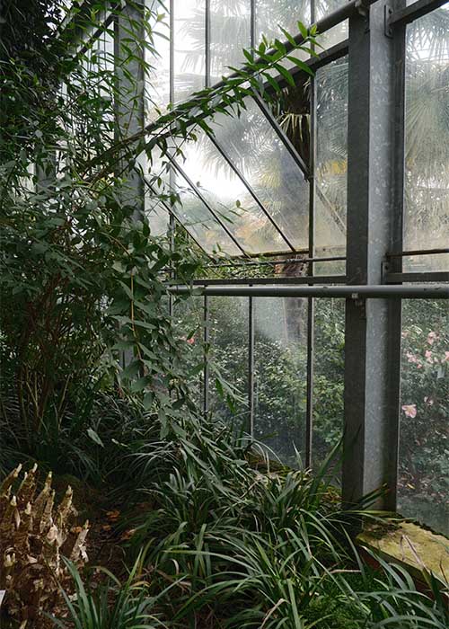 Pflanzen in einem Gewächshaus fotografiert mit der Fujifilm X-T30 III im Praxistest