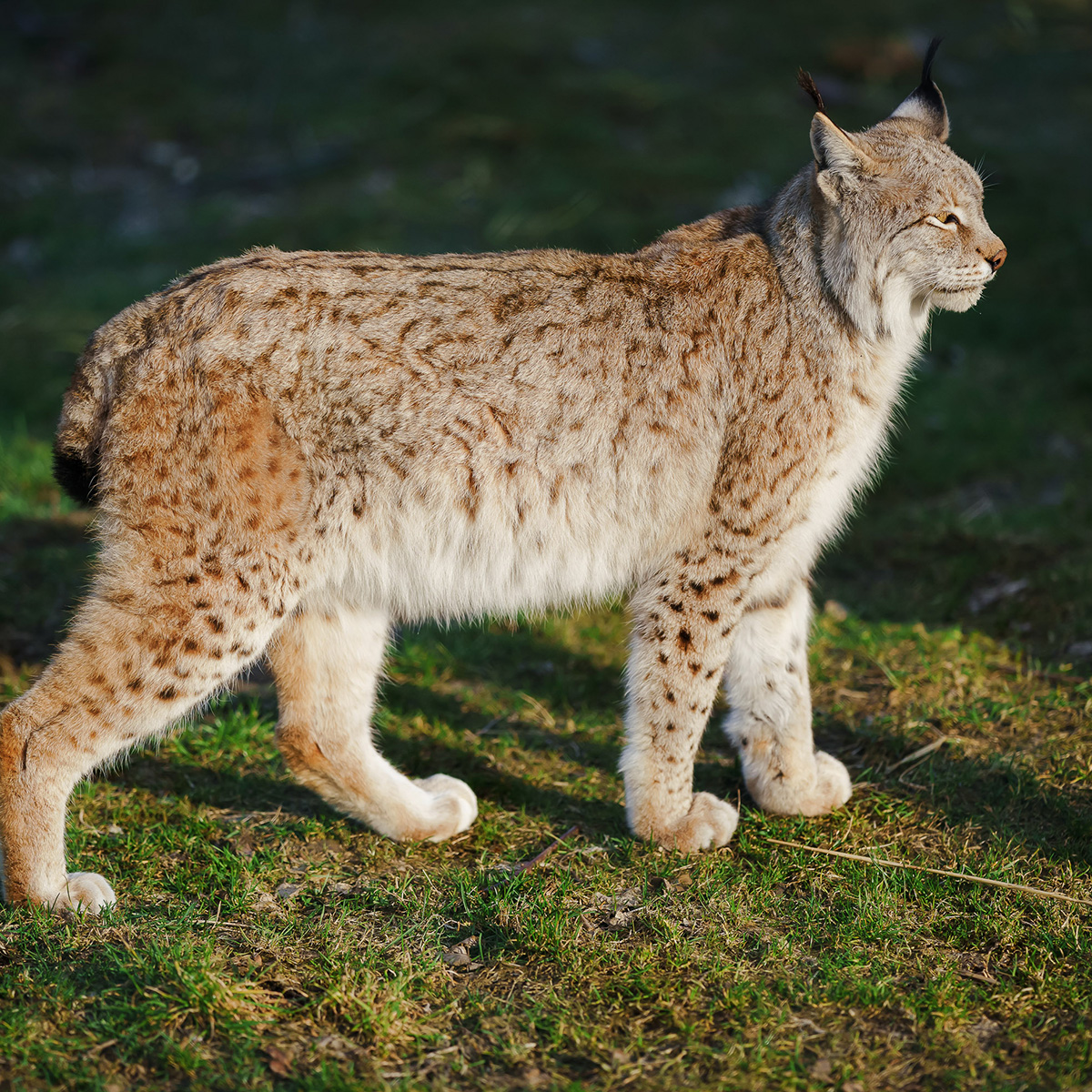 Sony Workshop: Wildlife: Greifvögel und Wildtiere am 12.04.25 in Hellenthal