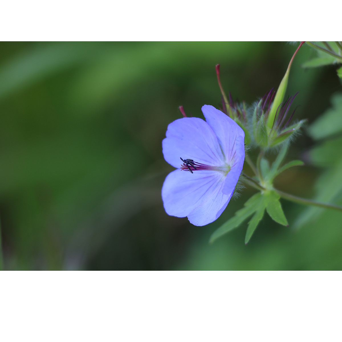 Canon RF 100-400 mm 1:5,6-8  IS USM