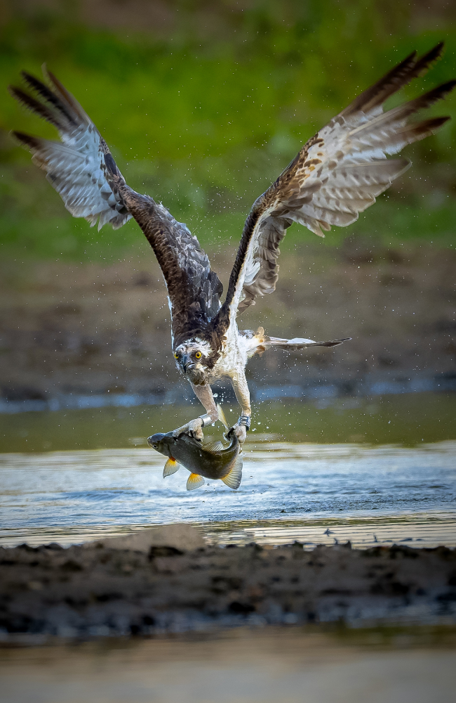 Wildlife Fotograf Michael Falk mit der Sony Alpha 7R VI und dem Sony 100-400 mm 1:4,5 GM OSS Pre Capture Funktion