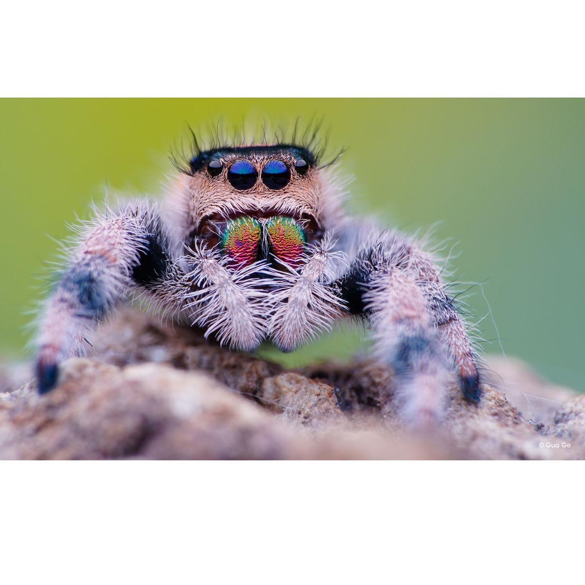 LAOWA 100mm f/2,8 2:1 UltraMacro APO für L-Mount