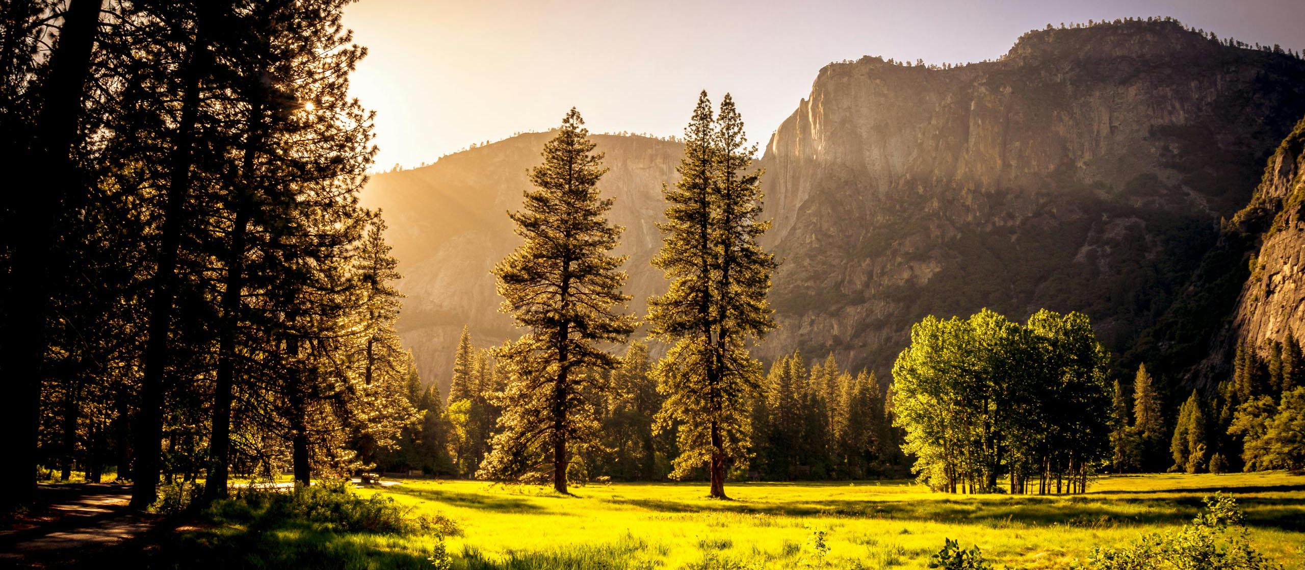 ThinkTank BackLight – Stabile Rucksäcke für Outdoor-Abenteuer Lichtdurchfluteter Wald vor Gebirge – Zeigt die Naturverbundenheit mit BackLight-Rucksack von ThinkTank