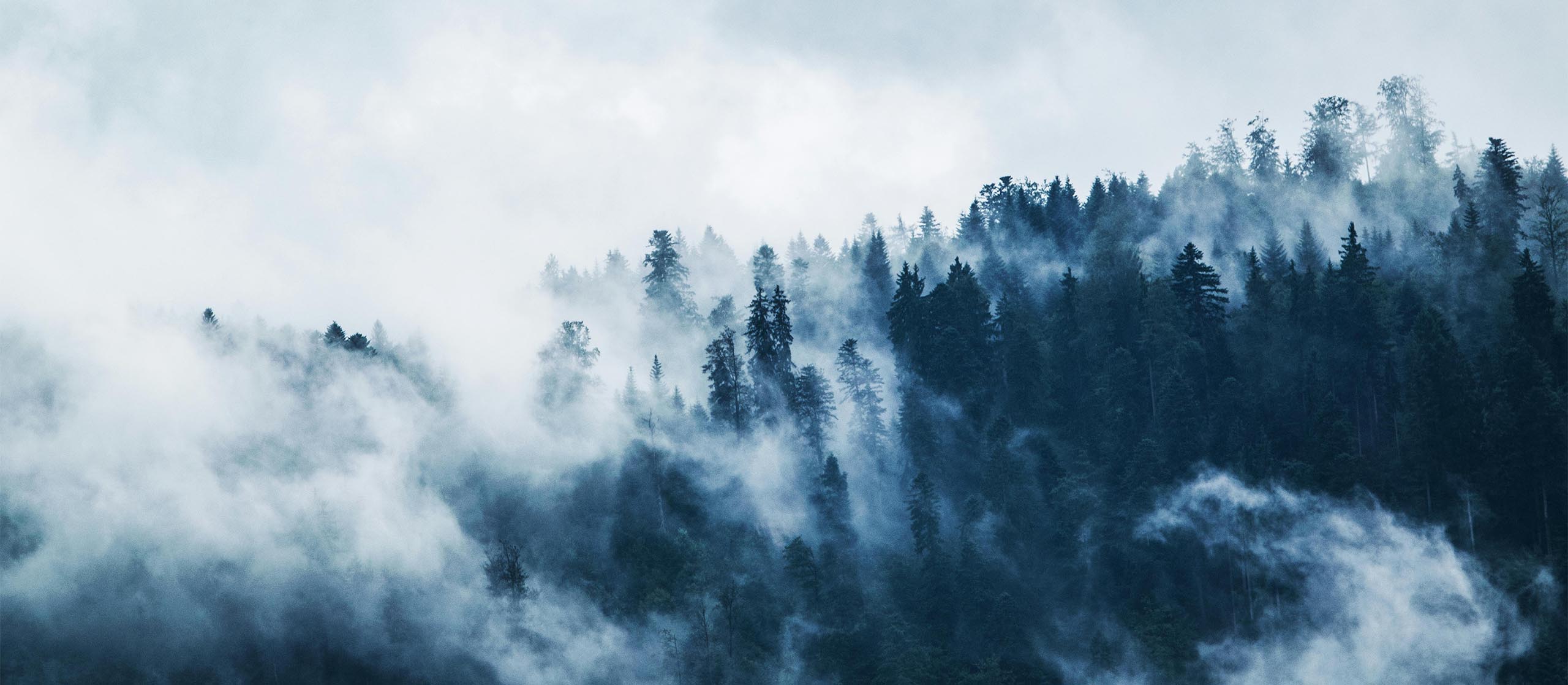 ThinkTank Rotation – Schneller Zugriff in der Natur Nebeliger Wald mit Tannen – Ideal für Landschaftsfotografie mit Rotation-Rucksack von ThinkTank