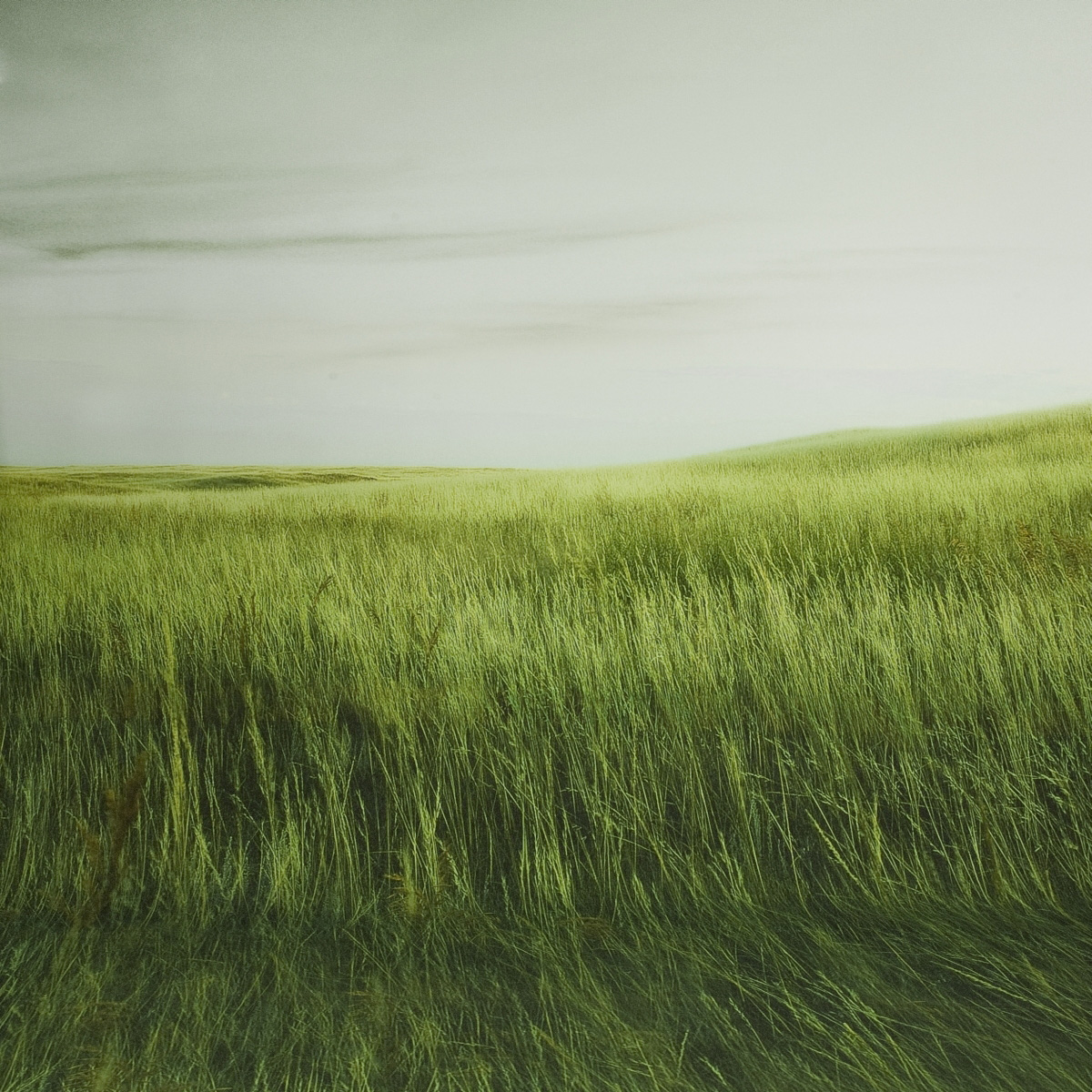 Walimex pro Fotomotiv-Hintergrund 'Grass', 3x6 m