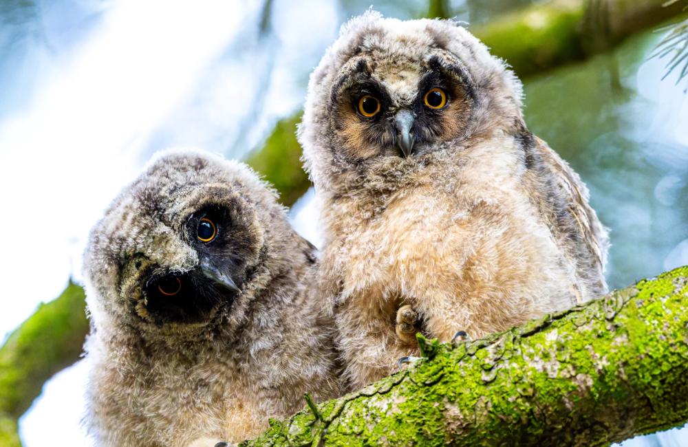 Wildlife Fotograf Michael Falk mit der Sony Alpha 7R VI und dem Sony 100-400 mm 1:4,5 GM OSS Dachs