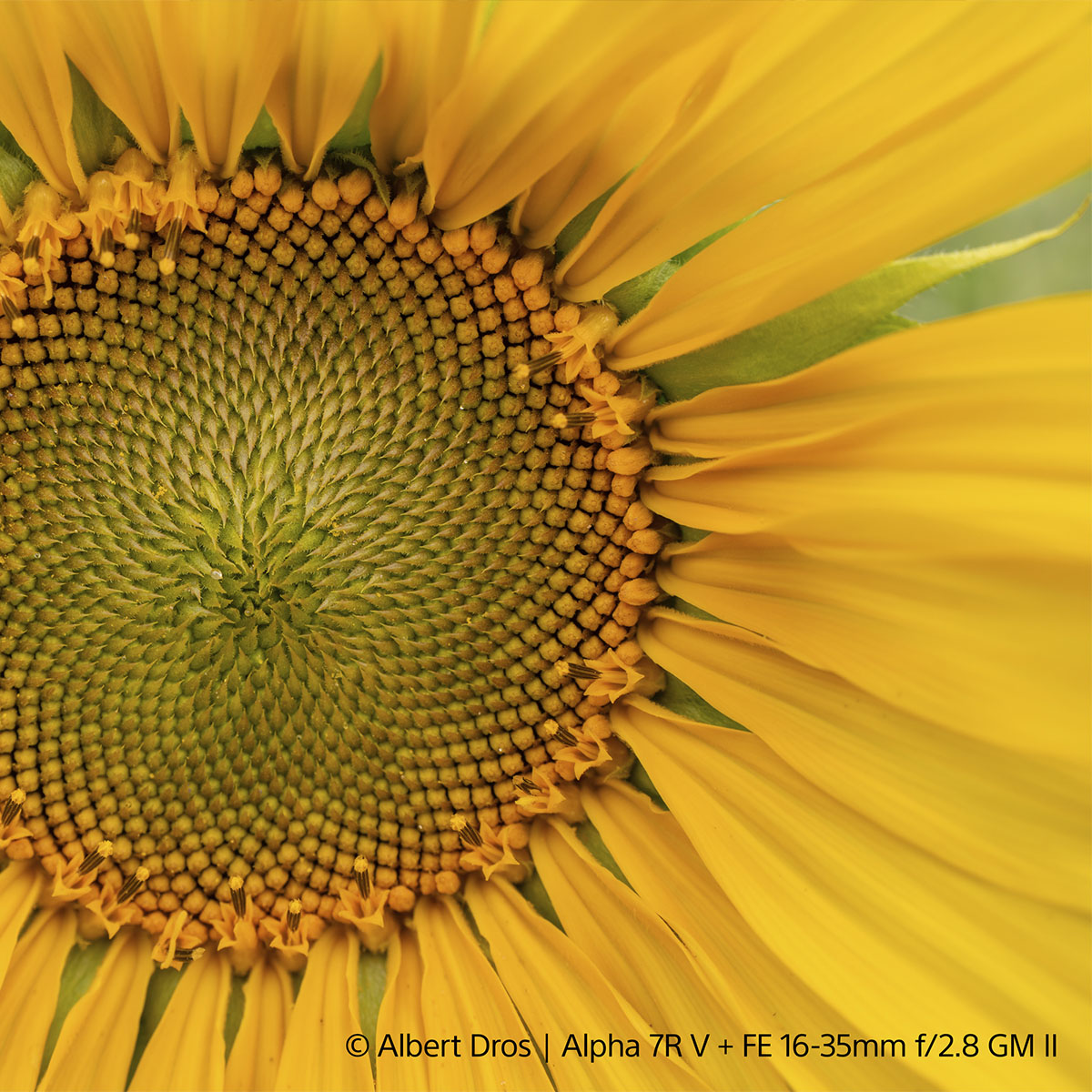 Makroaufnahme einer Sonnenblume mit dem Sony 16-35 mm 1:2,8 GM II