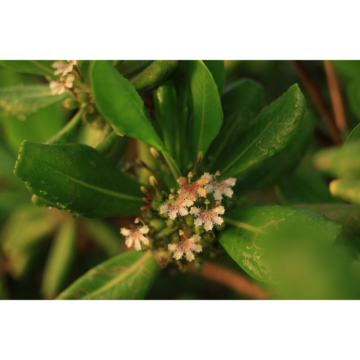 Canon 28-70 mm 1:2,8 RF IS STM