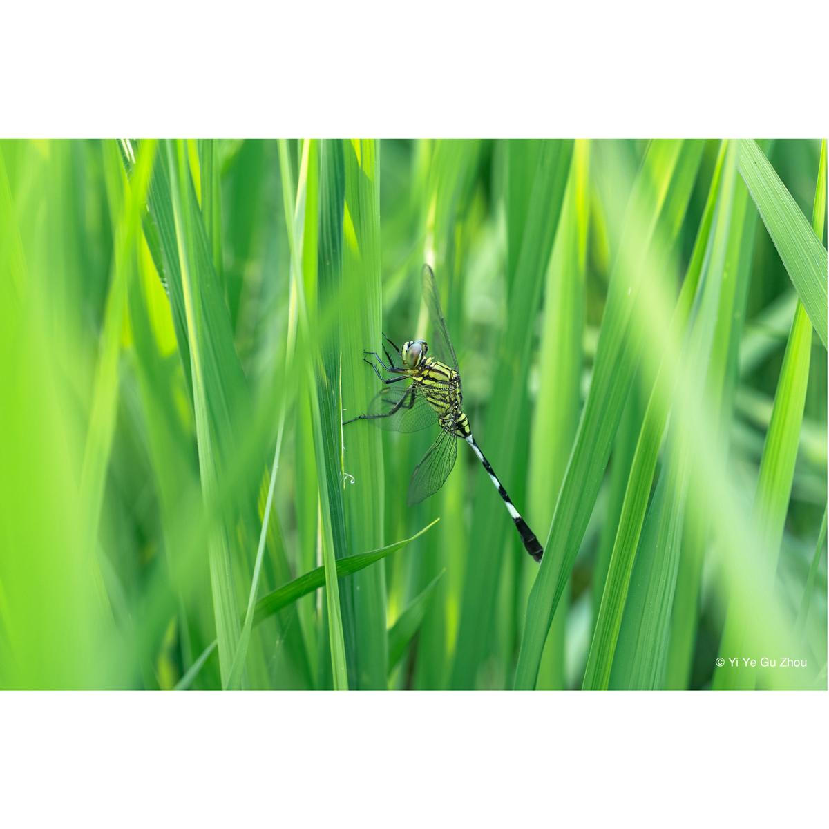 LAOWA 65mm f/2,8 2X UltraMacro APO Nikon Z (APS-C)