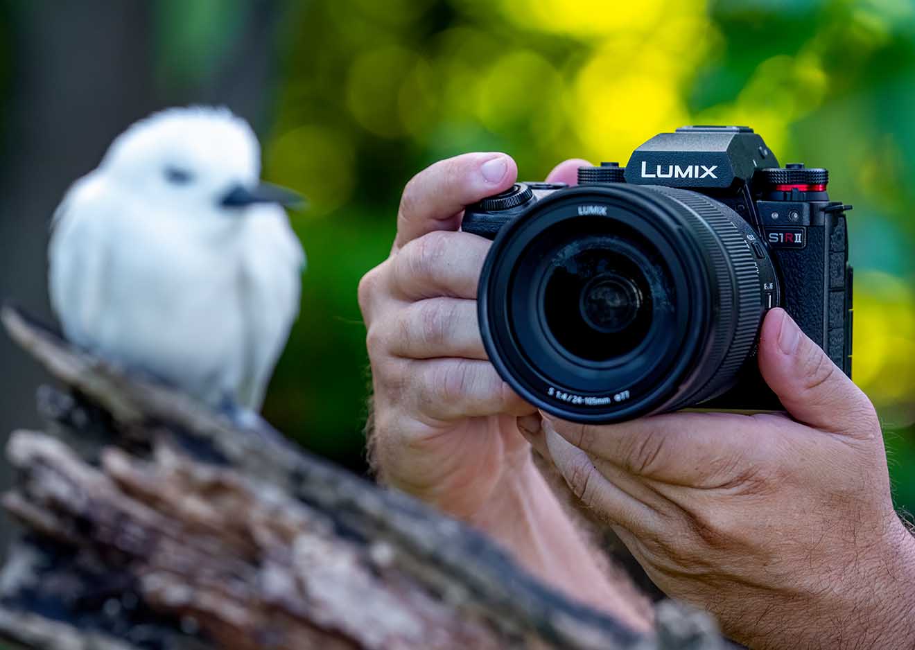 Lumix S1RII im Einsatz für Tierfotografie Fotograf mit Panasonic Lumix S1RII richtet die Kamera auf ein weißes Vögelchen in der Natur