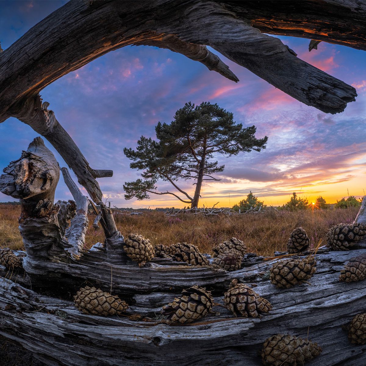 Sony 8-14 mm 1:3,5 FE G Fisheye