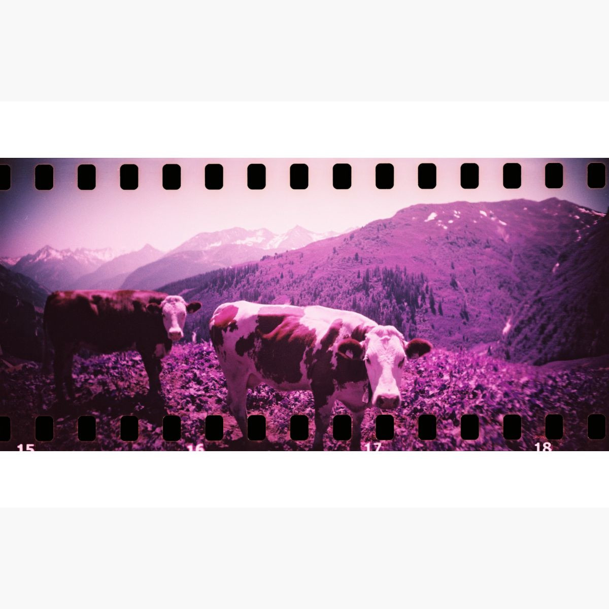 Lomography Sprocket Rocket 35 mm Panorama Kamera Coconut