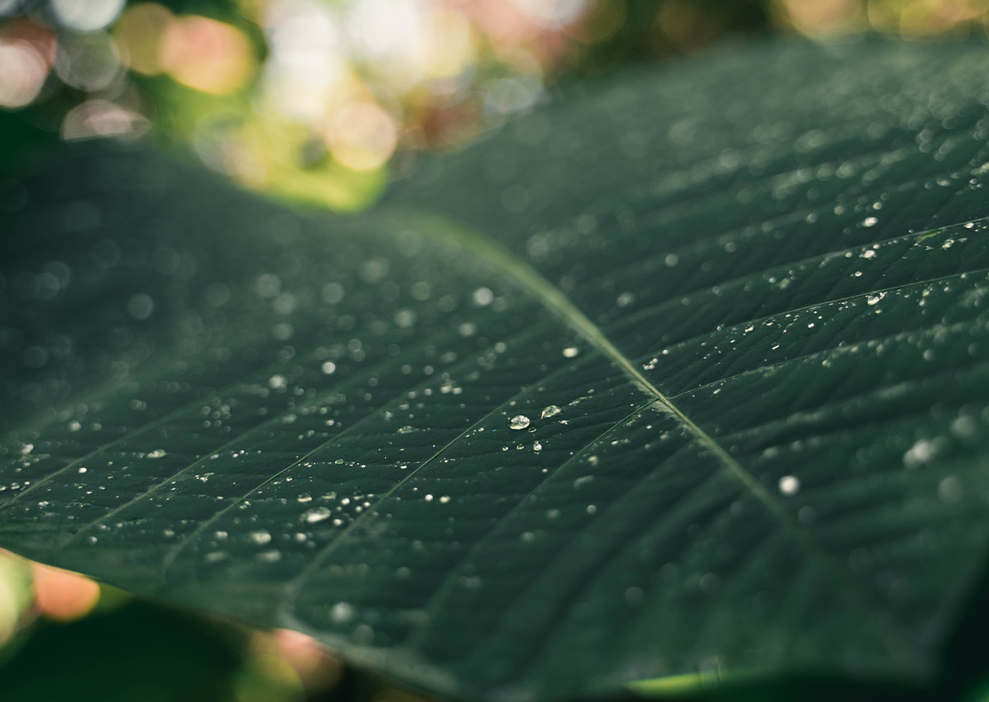 Makrofotografie Natur 