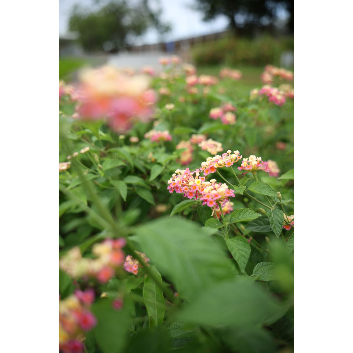 Canon 28-70 mm 1:2,8 RF IS STM
