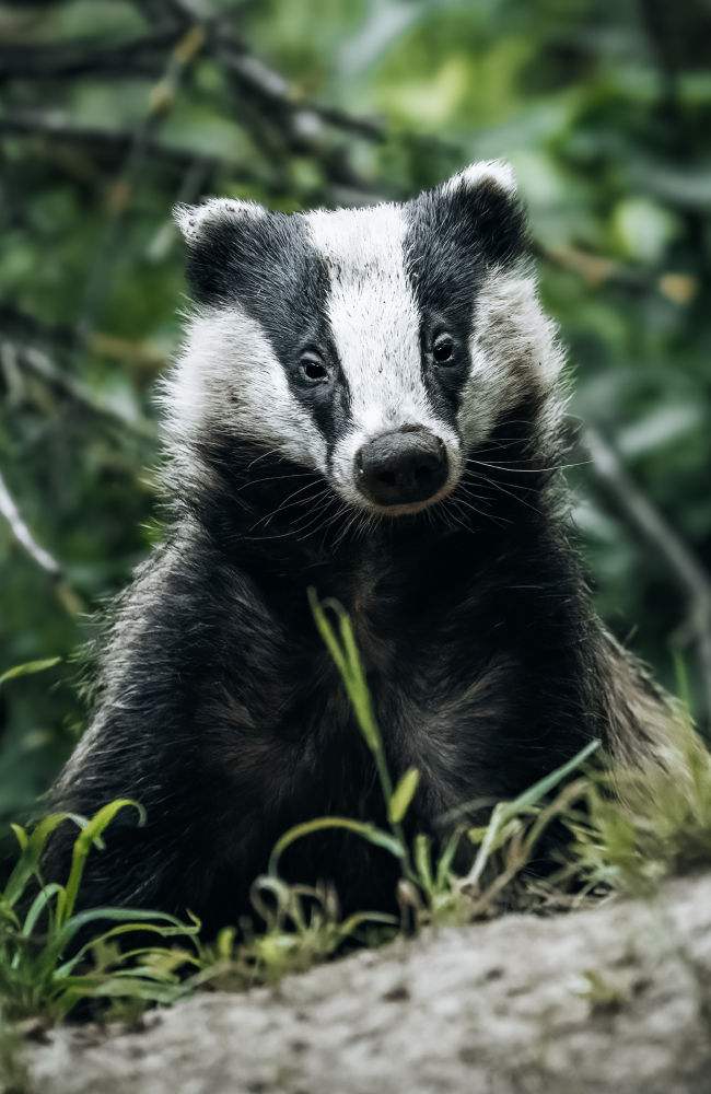 Wildlife Fotograf Michael Falk mit der Sony Alpha 7R VI und dem Sony 100-400 mm 1:4,5 GM OSS Dachs