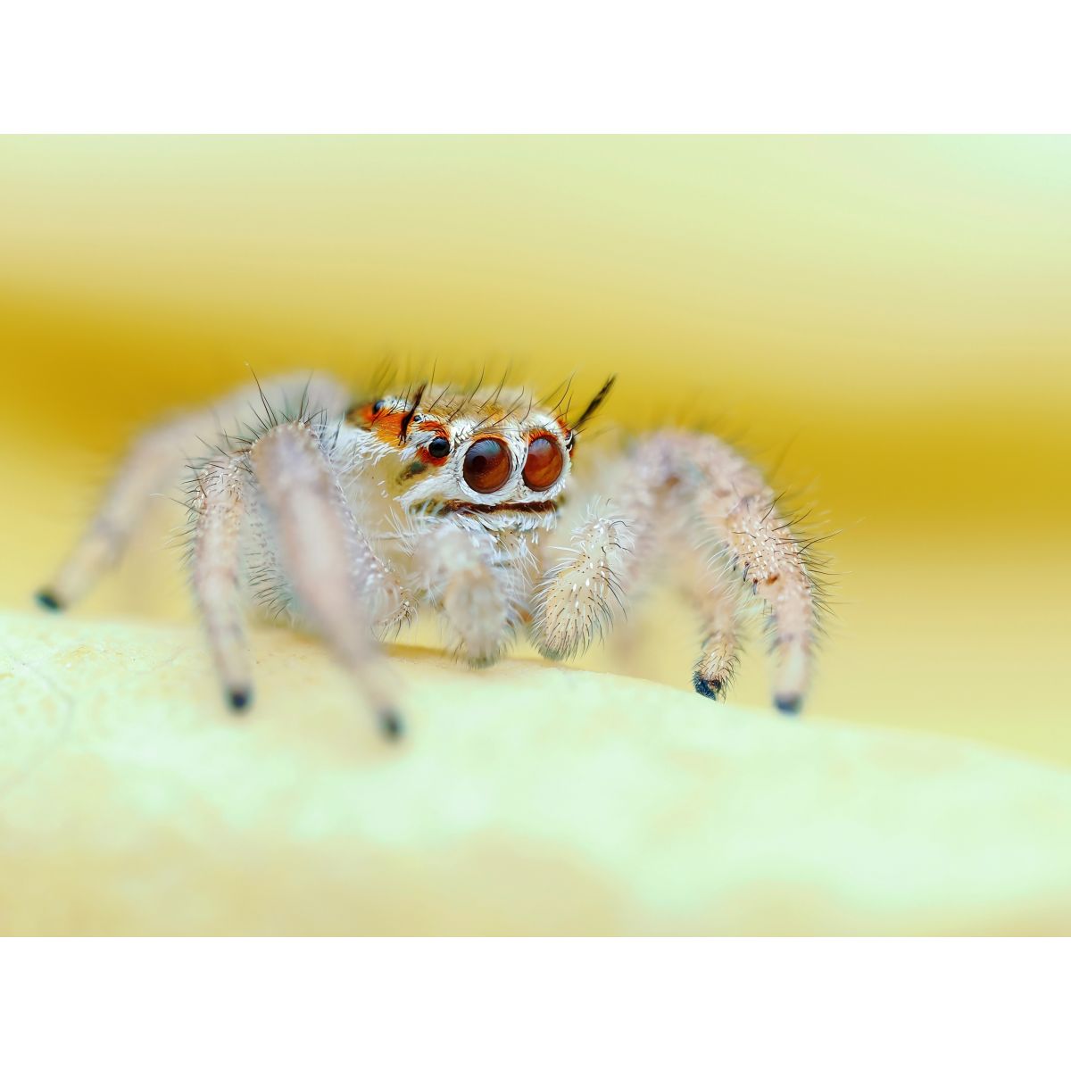 OM System OM 1 Mark II Gehäuse