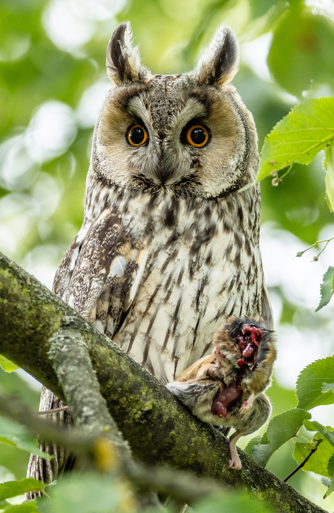 Wildlife Fotograf Michael Falk mit der Sony Alpha 7R VI und dem Sony 100-400 mm 1:4,5 GM OSS Waldohreule